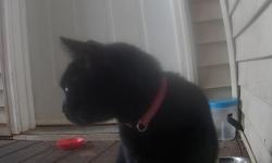 Found/Stray Female Cat last seen 134th & SE Bush St, Portland, OR 97236