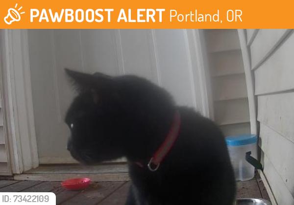 Found/Stray Female Cat last seen 134th & SE Bush St, Portland, OR 97236