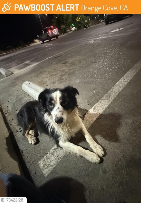 Found/Stray Male Dog last seen Burger King, Orange Cove, CA 93646