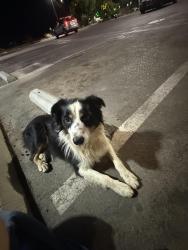 Found/Stray Male Dog last seen Burger King, Orange Cove, CA 93646