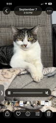 Reunited Female Cat last seen Karl and el campo, North Highlands, CA 95660
