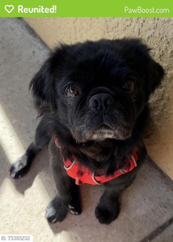 Reunited Male Dog last seen Near Pierce Street inside home, West Sacramento, CA 95605