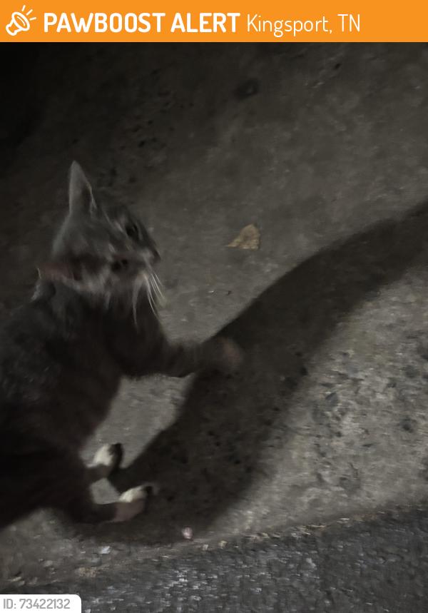 Found/Stray Unknown Cat last seen Lynn garden, Kingsport, TN 37665