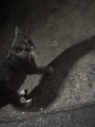Found/Stray Unknown Cat last seen Lynn garden, Kingsport, TN 37665