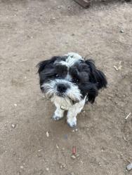 Lost Female Dog last seen Cutler, Cutler, CA 93615