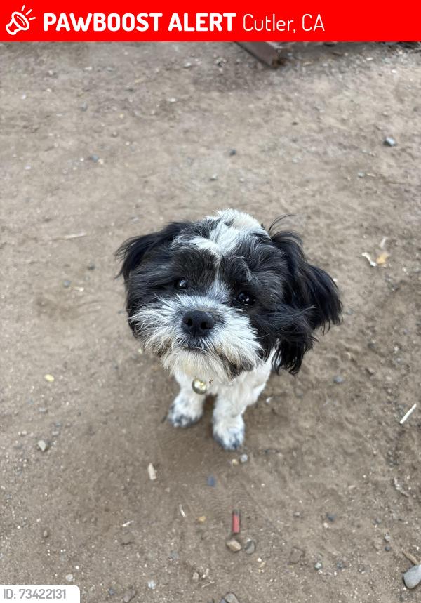 Lost Female Dog last seen Cutler, Cutler, CA 93615