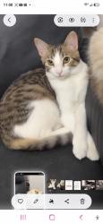 Reunited Female Cat last seen Heller / Stowe ave 95116, San Jose, CA 95116