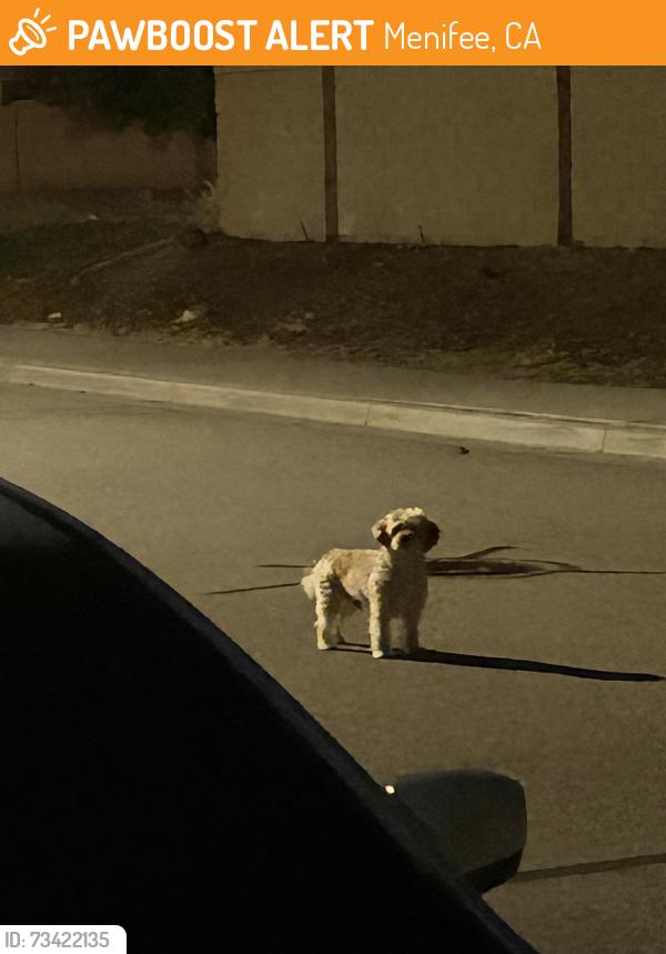Found/Stray Unknown Dog last seen Ridgemoor/ Murrieta, Menifee, CA 92584