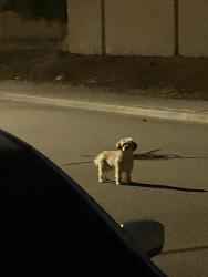 Found/Stray Unknown Dog last seen Ridgemoor/ Murrieta, Menifee, CA 92584
