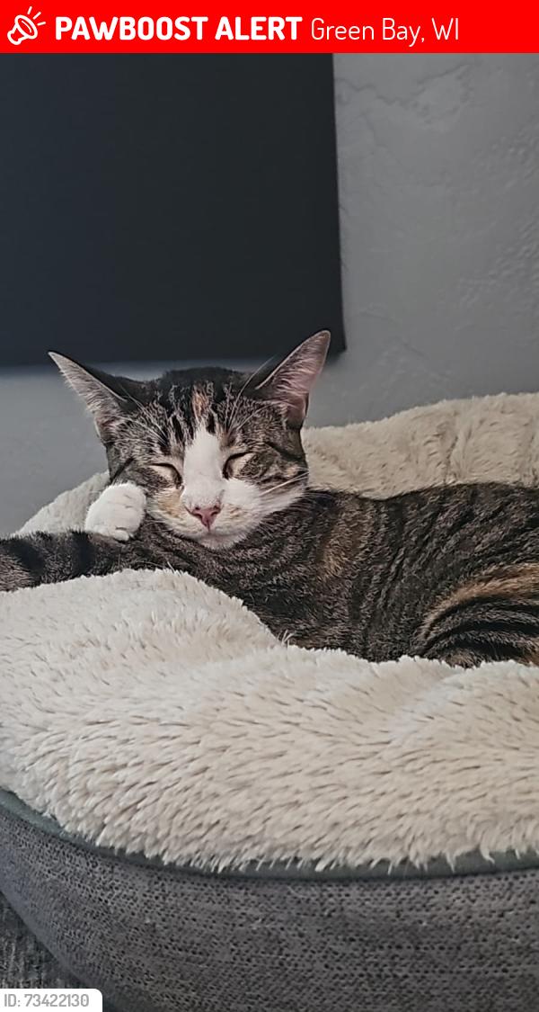 Lost Female Cat last seen Bay settlement road green bay WI, Green Bay, WI 54311