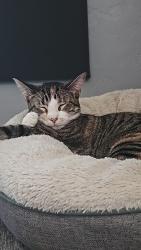 Lost Female Cat last seen Bay settlement road green bay WI, Green Bay, WI 54311