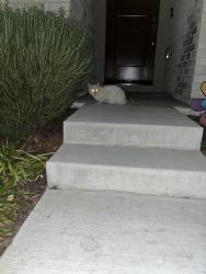 Found/Stray Unknown Cat last seen Client common, Fremont, CA 94538
