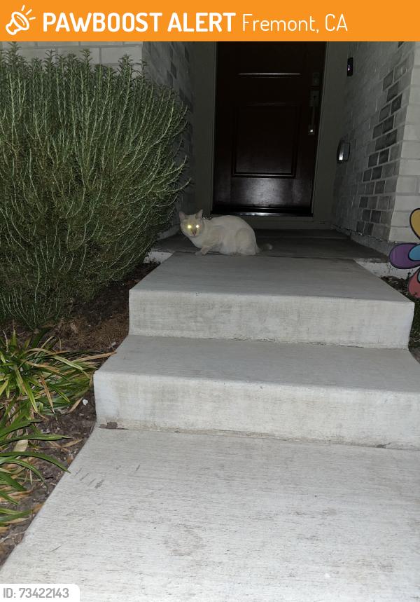 Found/Stray Unknown Cat last seen Client common, Fremont, CA 94538