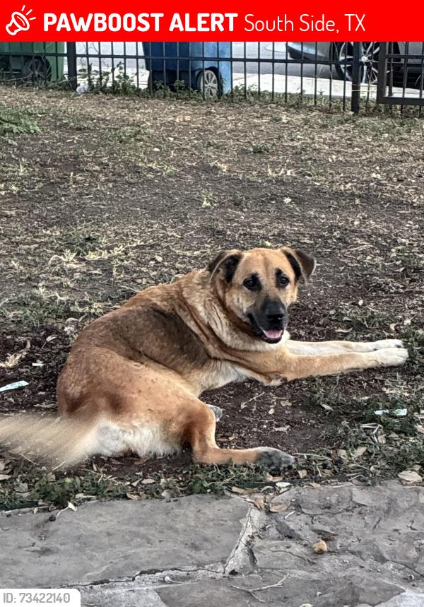 Lost Female Dog last seen By the bus stop area or walk way, South Side, TX 78211