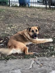Lost Female Dog last seen By the bus stop area or walk way, South Side, TX 78211