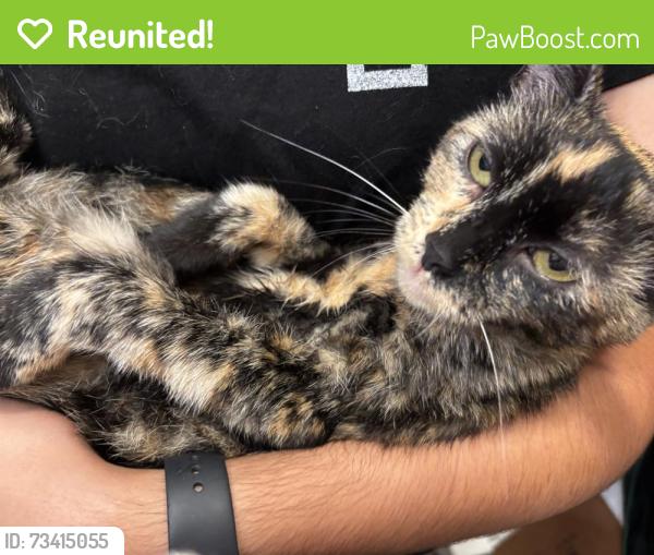 Reunited Female Cat last seen Near figueroa, behind Hertz and jiffy lube, San Diego, CA 92109