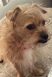 Lost Male Dog last seen Near california ave, Bellflower, CA 90706