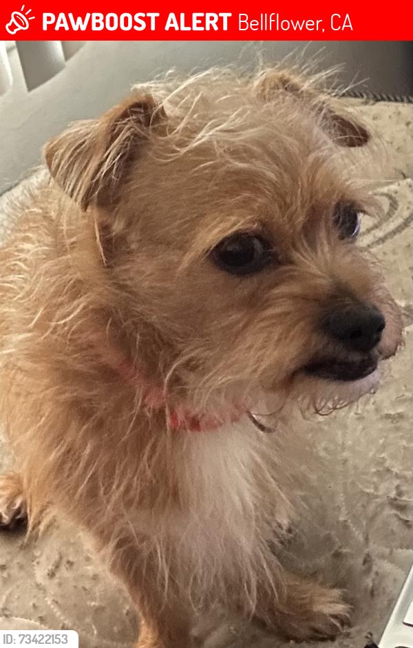 Lost Male Dog last seen Near california ave, Bellflower, CA 90706