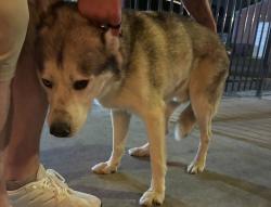 Lost Male Dog last seen Garland, Spokane, WA 99205