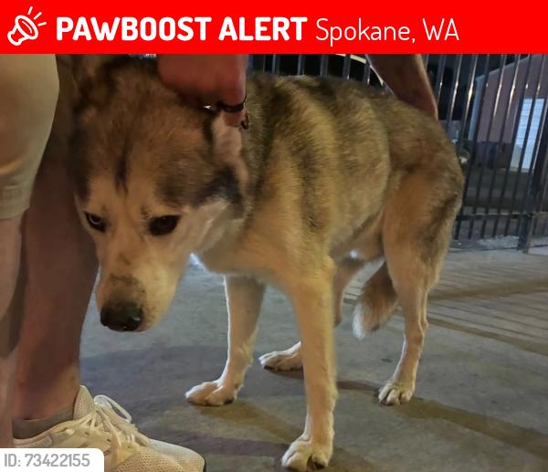 Lost Male Dog last seen Garland, Spokane, WA 99205
