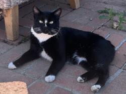 Lost Male Cat last seen Central ave and notthingham, alcott elementary school, Riverside, CA 92506