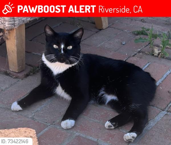 Lost Male Cat last seen Central ave and notthingham, alcott elementary school, Riverside, CA 92506