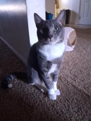 Lost Male Cat last seen Infront of apmt buildings, Lexington Park, MD 20653