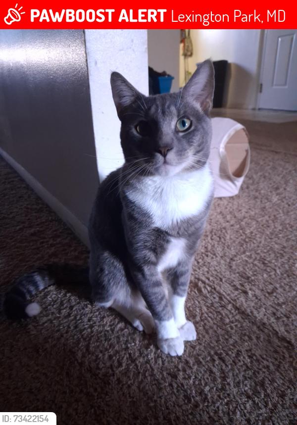 Lost Male Cat last seen Infront of apmt buildings, Lexington Park, MD 20653