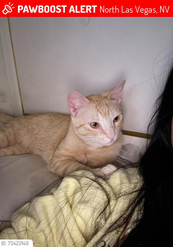 Lost Male Cat last seen Near descubir ave 89081, North Las Vegas, NV 89081