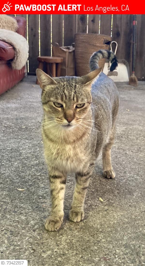 Lost Male Cat last seen brilliant place - top of the hill, Los Angeles, CA 90065