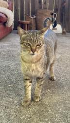 Lost Male Cat last seen brilliant place - top of the hill, Los Angeles, CA 90065