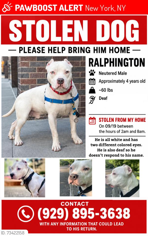Lost Male Dog last seen 185th snd Ft Washington Pkw, New York, NY 10033