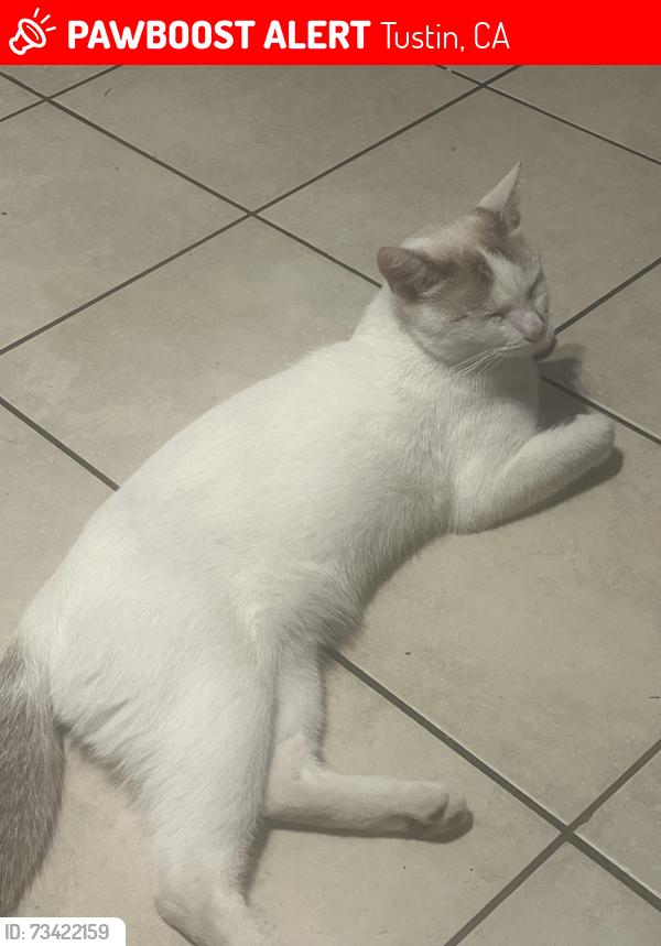 Lost Male Cat last seen Near Mitchell ave Tustin C.a 92780, Tustin, CA 92780