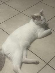 Lost Male Cat last seen Near Mitchell ave Tustin C.a 92780, Tustin, CA 92780