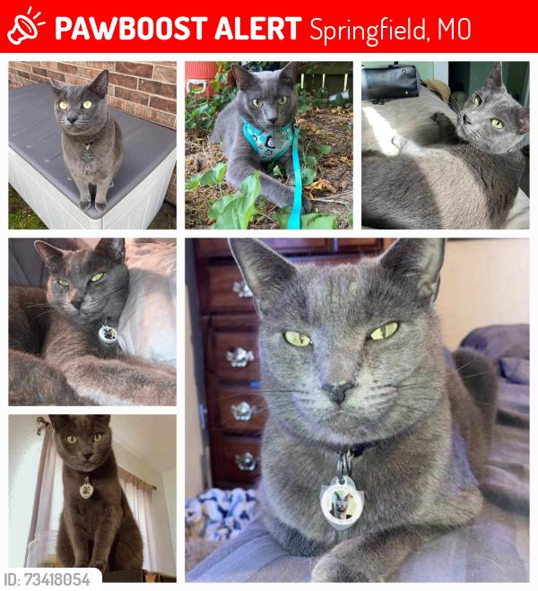 Lost Male Cat last seen Alley way between grant and douglas, Springfield, MO 65803