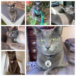 Lost Male Cat last seen Alley way between grant and douglas, Springfield, MO 65803