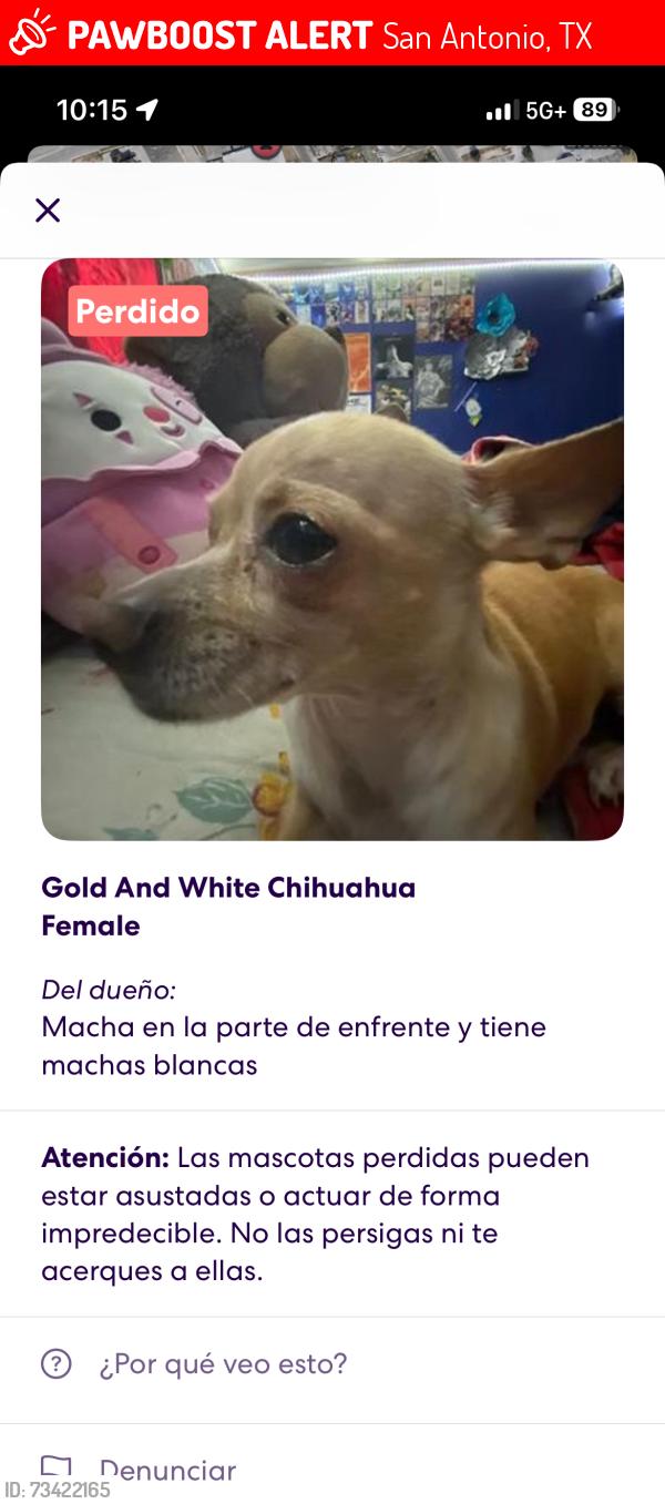 Lost Male Dog last seen Near Shetland dr, San Antonio, TX 78223