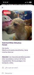 Lost Male Dog last seen Near Shetland dr, San Antonio, TX 78223