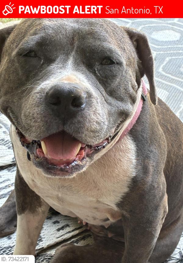 Lost Female Dog last seen SeaWorld, San Antonio, TX 78251