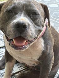 Lost Female Dog last seen SeaWorld, San Antonio, TX 78251