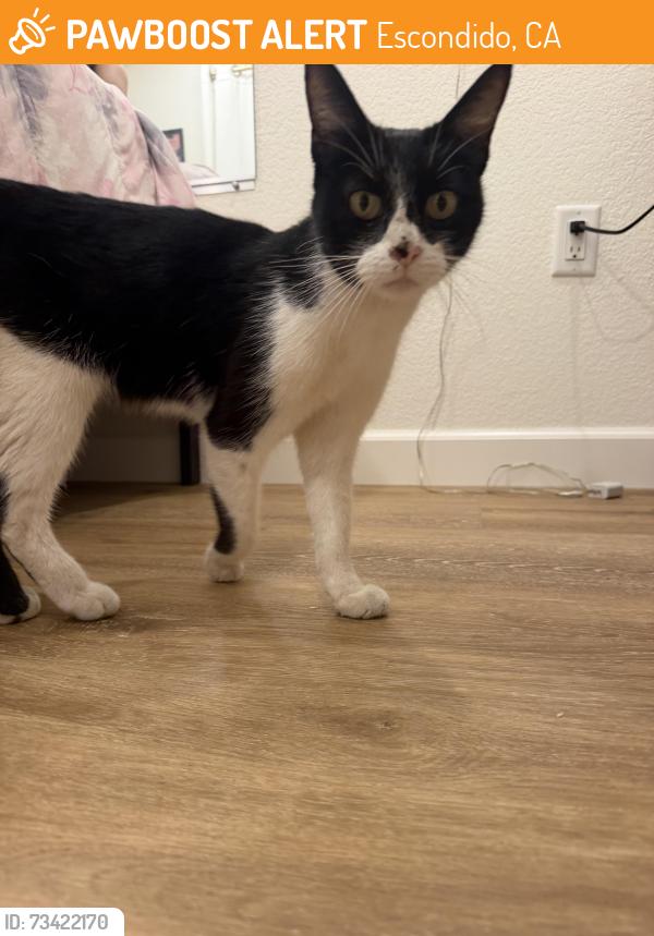 Found/Stray Female Cat last seen Mountain Meadow Rd Escondido CA, Escondido, CA 92026
