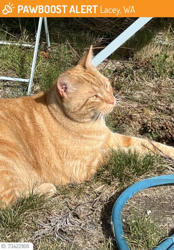 Found/Stray Male Cat last seen College, Lacey, WA 98503