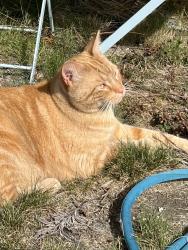 Found/Stray Male Cat last seen College, Lacey, WA 98503