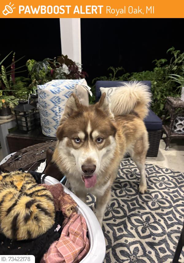 Found/Stray Male Dog last seen Near & Woodward Subdivision, Royal Oak, MI 48073
