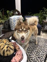 Found/Stray Male Dog last seen Near & Woodward Subdivision, Royal Oak, MI 48073