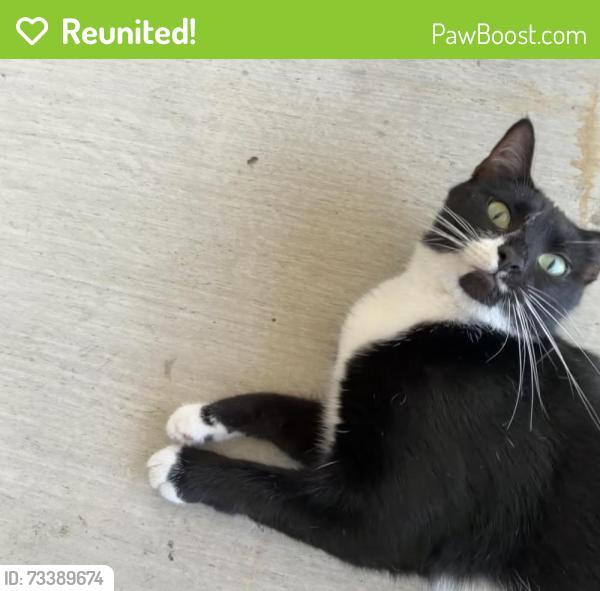 Reunited Female Cat last seen Clairemont Drive (between Iroquois and Dakota) 7-11, San Diego, CA 92117