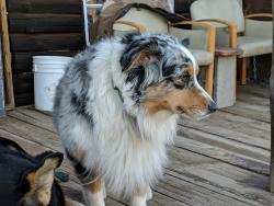 Lost Female Dog last seen Alaska State Fairgrounds, Palmer, AK 99645