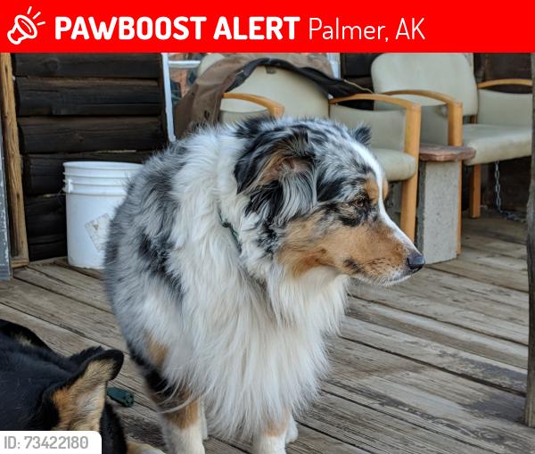 Lost Female Dog last seen Alaska State Fairgrounds, Palmer, AK 99645