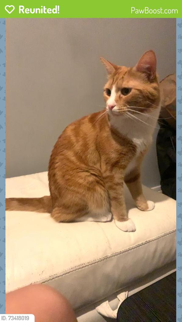 Reunited Male Cat last seen Fairburn close, Southend-on-Sea, England 