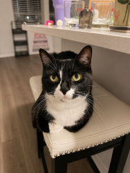 Lost Female Cat last seen In gated Neighborhood, Dallas, TX 75228
